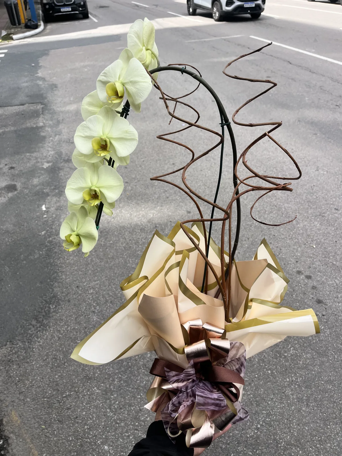 Orquídea de flores claras em vaso com embalagem e laço